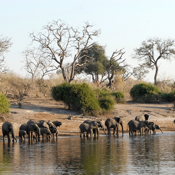 Elefanter der drikker, Chobe National Park, Botswana