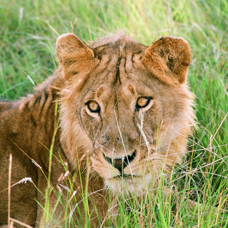 Flot hanløve, Uganda