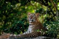 Leopard Sri Lanka