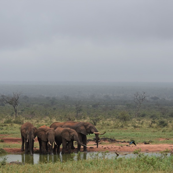 Tørstige elefanter i Kenya