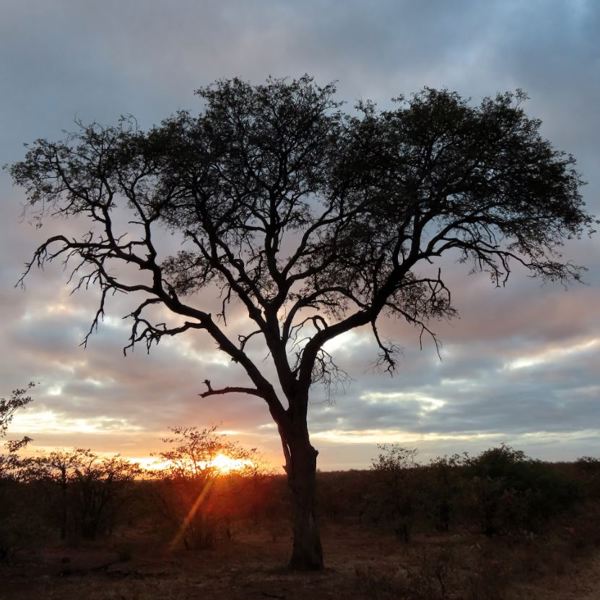 Sunrise Krüger Nationalpark