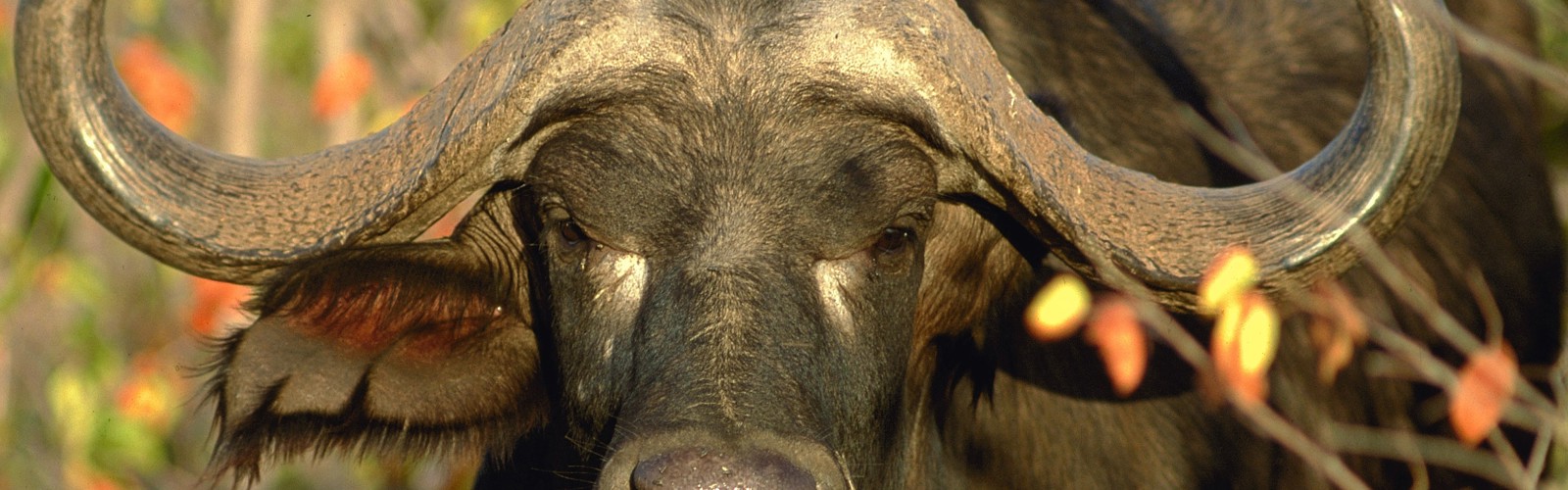 Bøffel hoved, Sydafrika