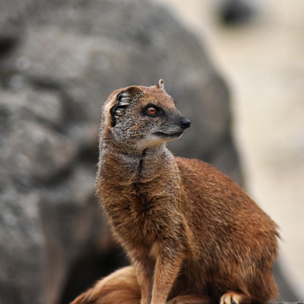 rejs til afrika med børn