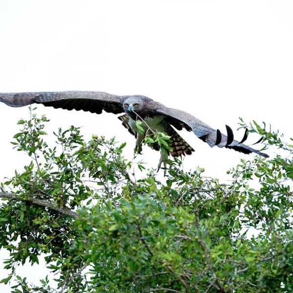 Martial Eagle - Krüger Nationalpark