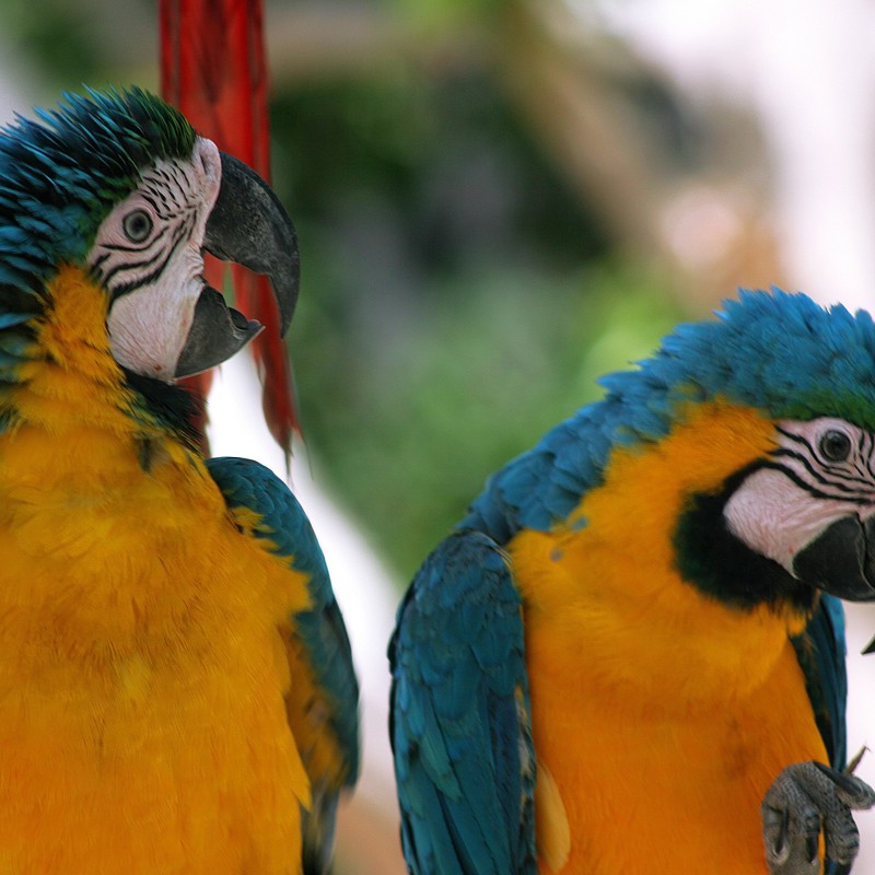 Rejser til Den Dominikanske Republik