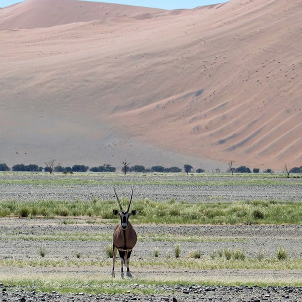 Gemsbo i Sossusvlei