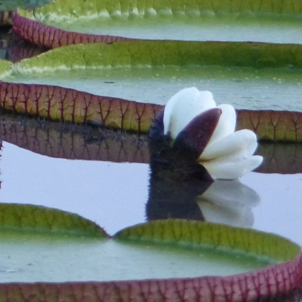 victoria amazonica