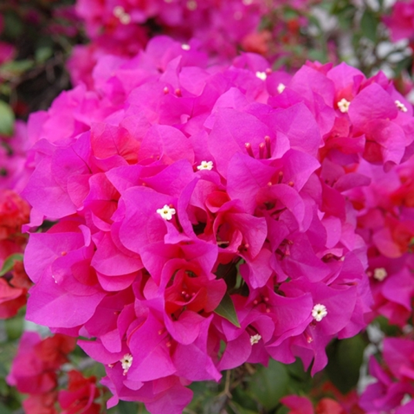 Smukke blomster i pinke nuancer