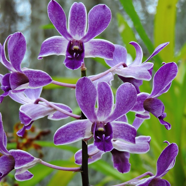 Flot orkide,  Kandy, Sri Lanka