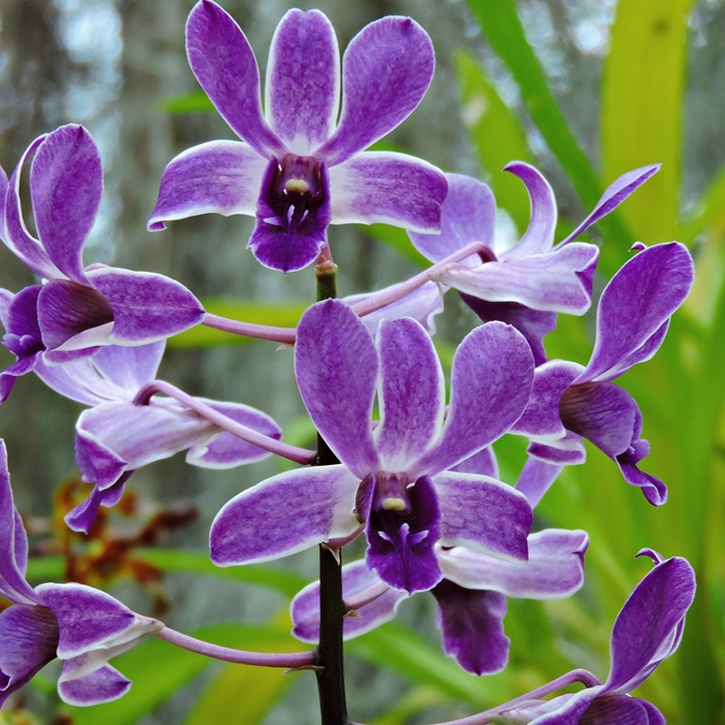 Flot orkide,  Kandy, Sri Lanka