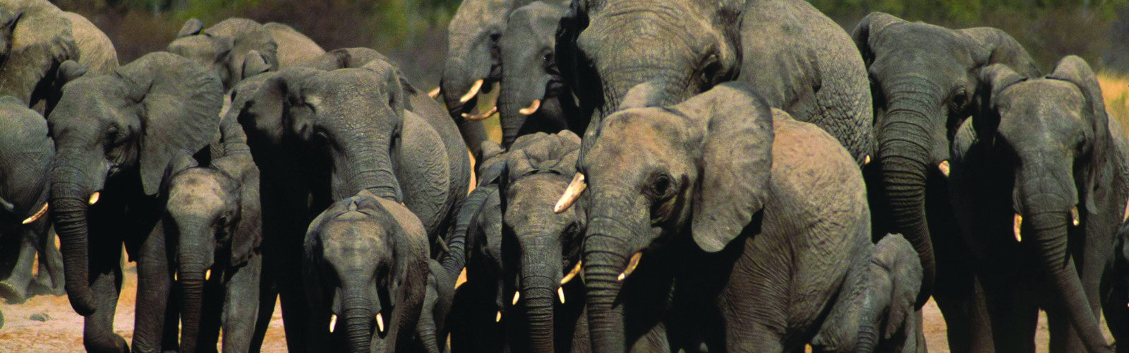 I:\AXUMIMAGES\Afrika\Zimbabwe\Hwange\ele herd