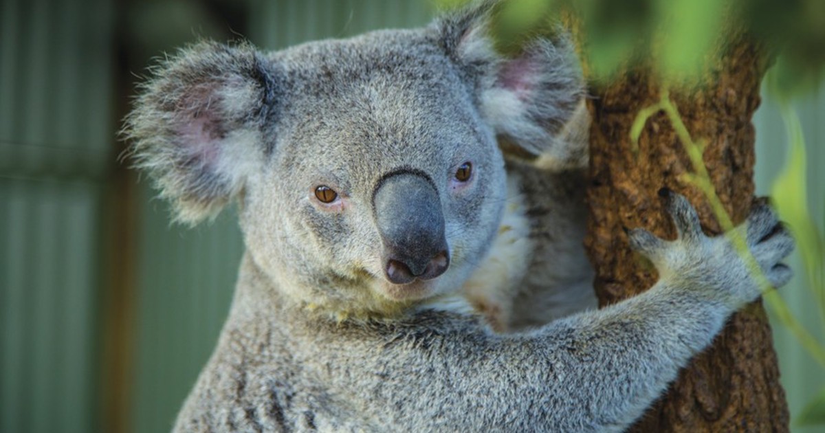 Koala tæt på, Australien