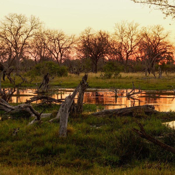 Elefant i solnedgangen i Moremi, Botswana