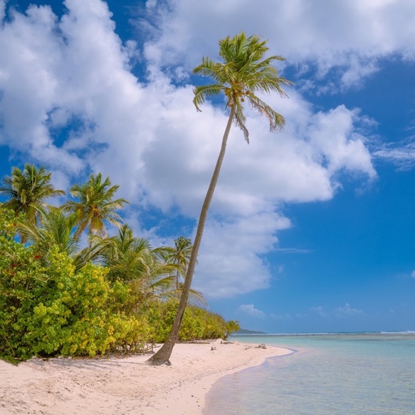 Strand og palmer på Sainte-Anne, Guadeloupe
