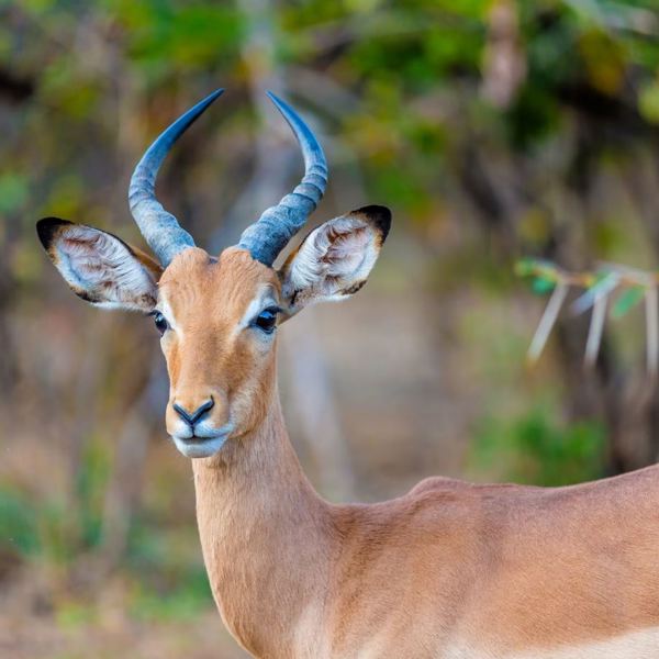 Zimbabwe - Hwange National Park - Antilope