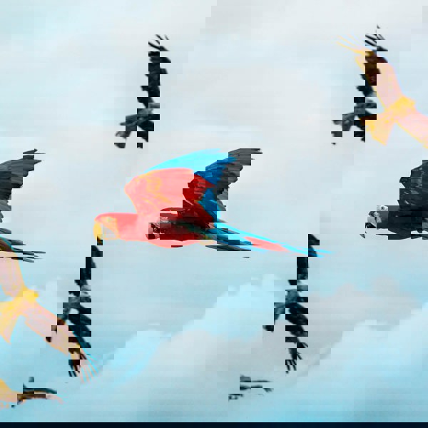 Papegøjer, Buraco das araras