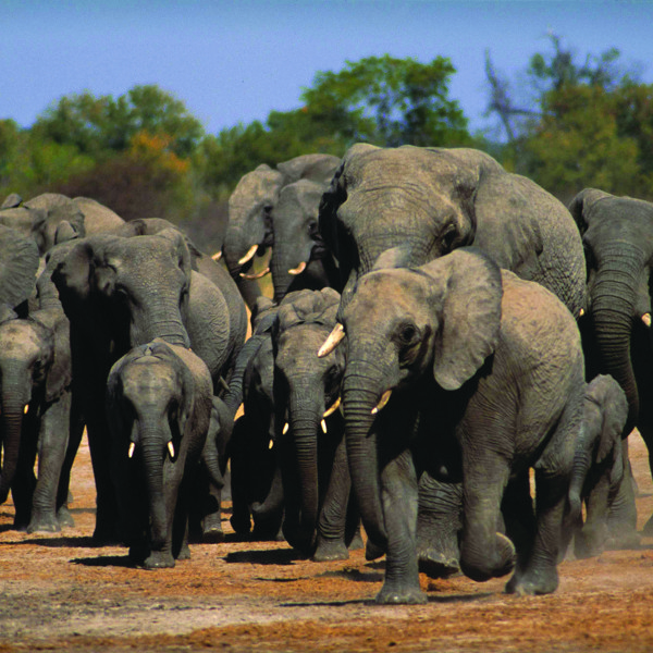 Zimbabwe - Hwange National Park - Elephants