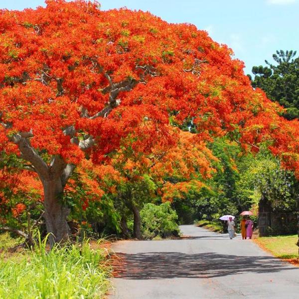 Flot landskab af blomster i nordlige Mauritius