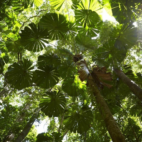 Der er frodigt i regnskoven i Daintree National Park, Australien