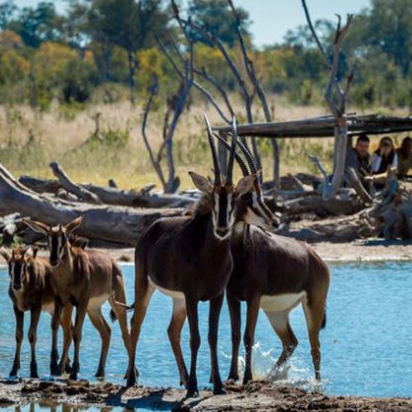 Hwange National Park