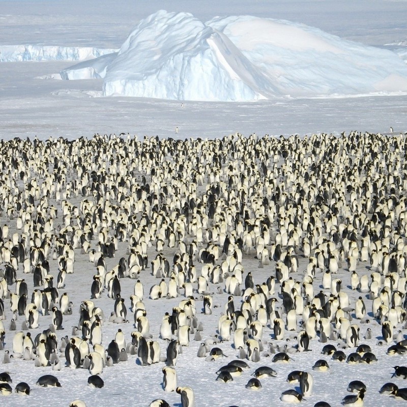 I:\AXUMIMAGES\Antarktis\Emperorpenguins