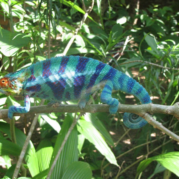 Kamæleon i Andasibe National Park