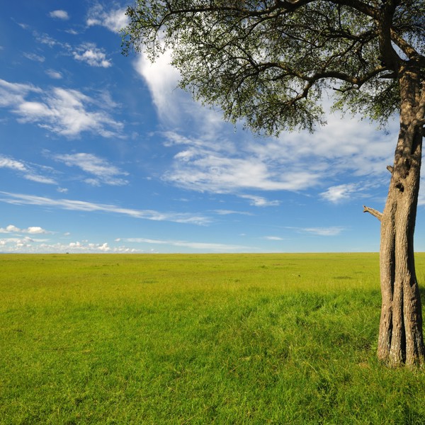 Blågrønne farver på Masai Mara, Kenya