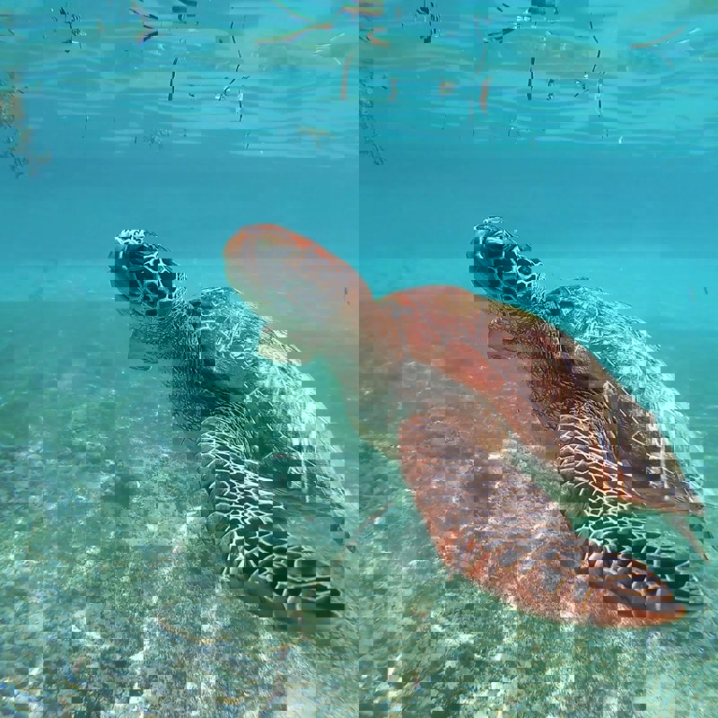 I:\AXUMIMAGES\Hjemmeside opdaterings billeder\Mellemamerika\Mexico\olga-ga-iRgbLpf50IE-unsplash