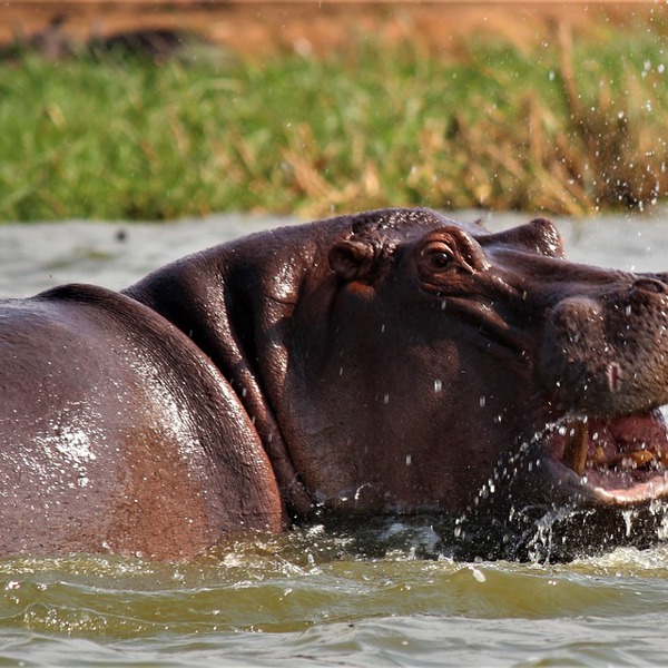 flodhæste og giraffer i uganda