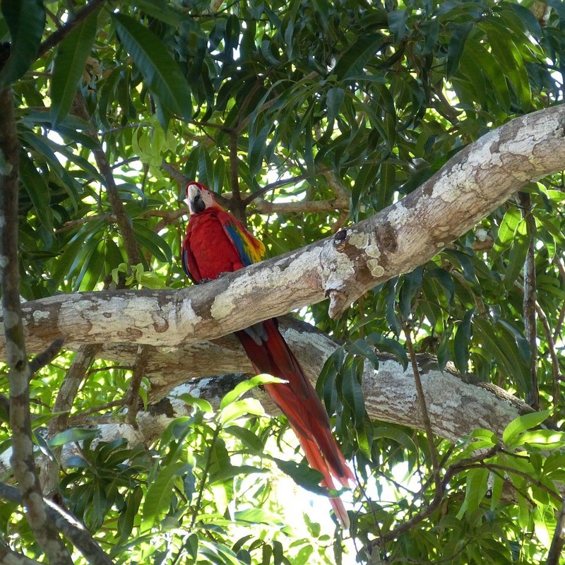 Ara, Costa Rica