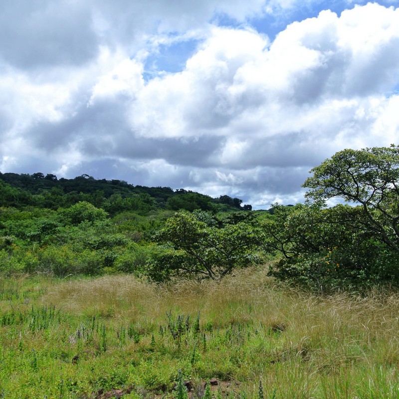 rindcon de la vieja landskab