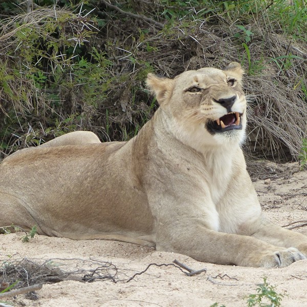 Hunløve med store bisser, Sydafrika
