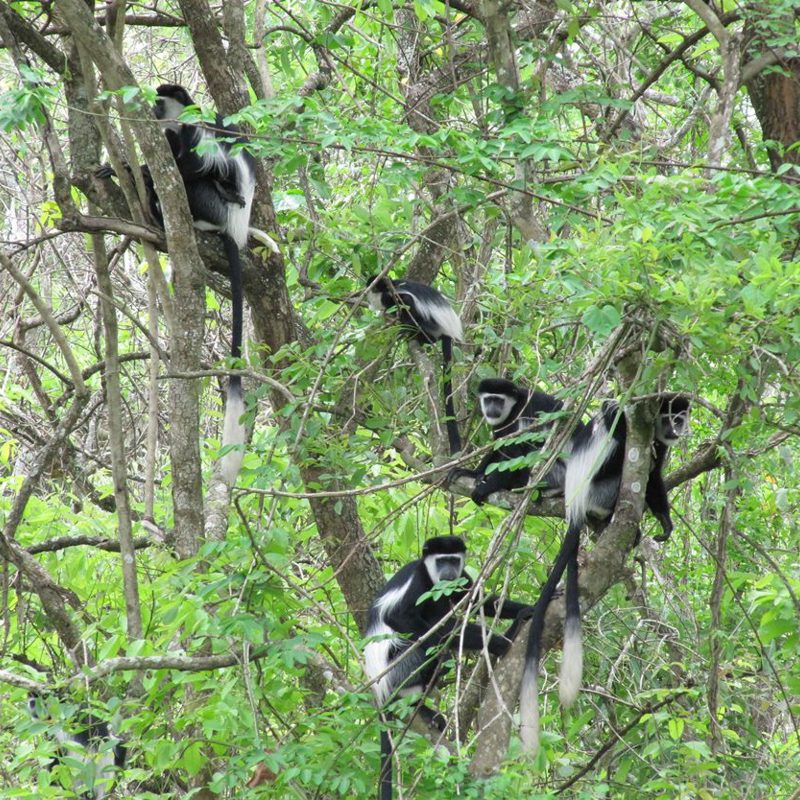 I:\AXUMIMAGES\Afrika\Uganda\Kibale Forest\Colobuses-crop