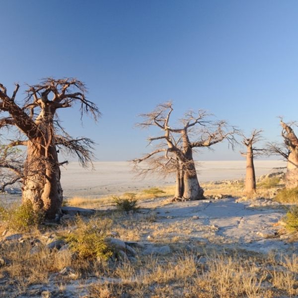 Saltsletter i Makgadikgadi Nationalpark