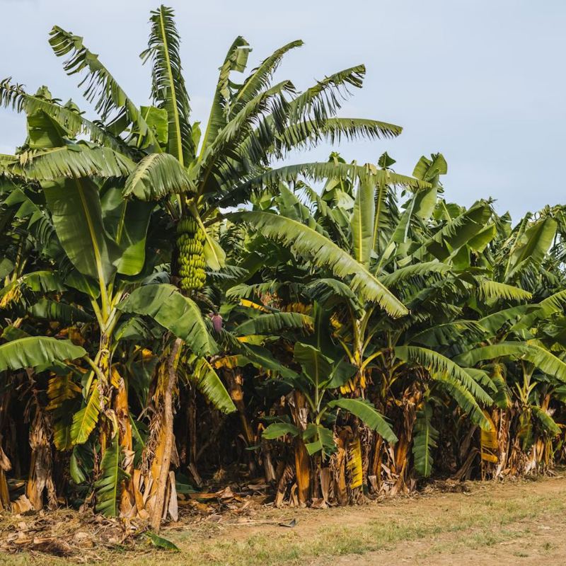 I:\AXUMIMAGES\Afrika\Zambia\Lusaka\Banana Farm