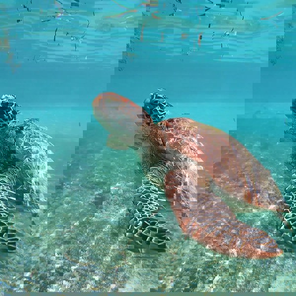 Rejse i Mellemamerika