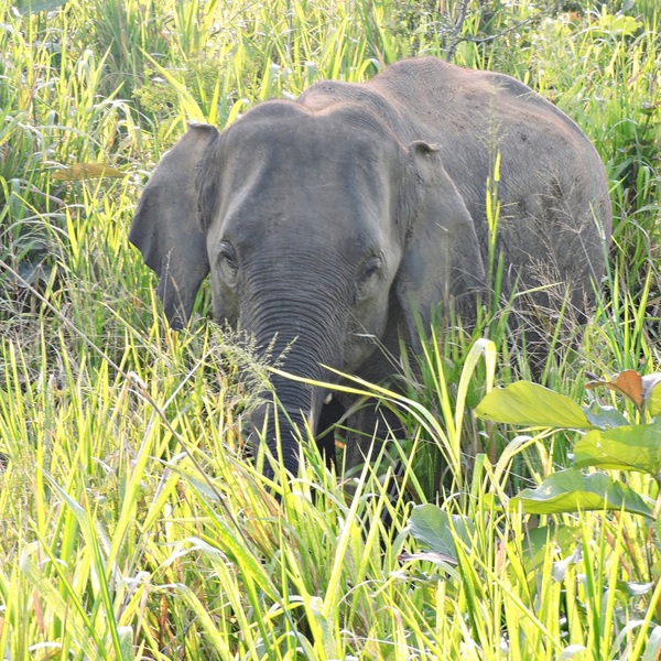 Elefant ved Minneriya nationalpark, Sri Lanka
