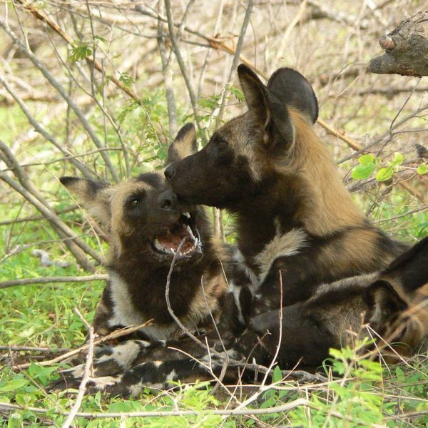Vilde hunde i Hwange National Park, Zimbabwe, Afrika