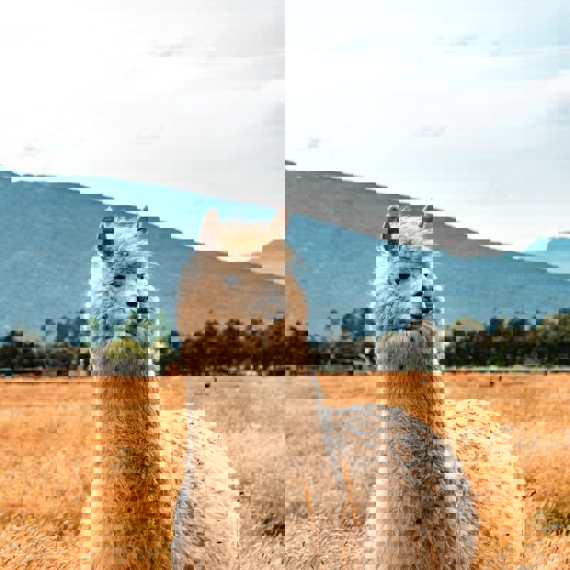 sebastien-goldberg-xgQZ1rXbYa4-unsplash