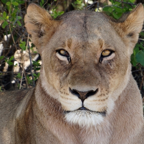 Flot løvinde i Moremi, Botswana