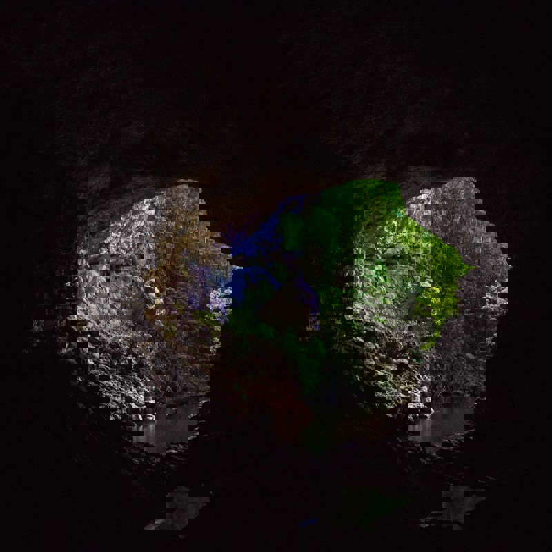 Mountainpineunsplash