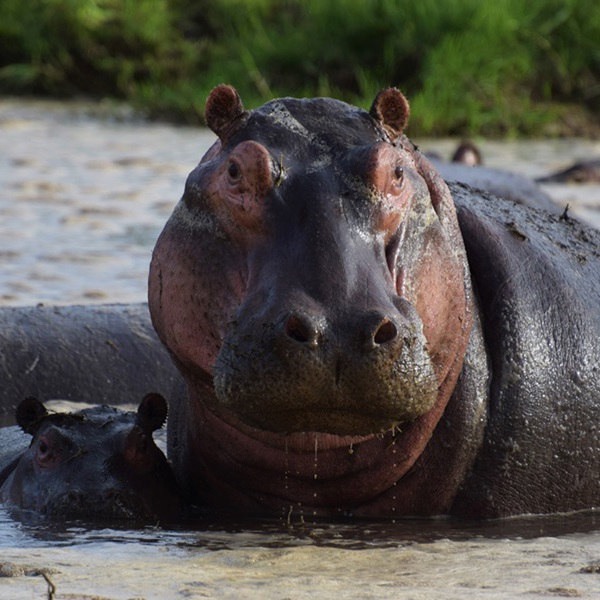 Se flodheste på en rejse til Kenya