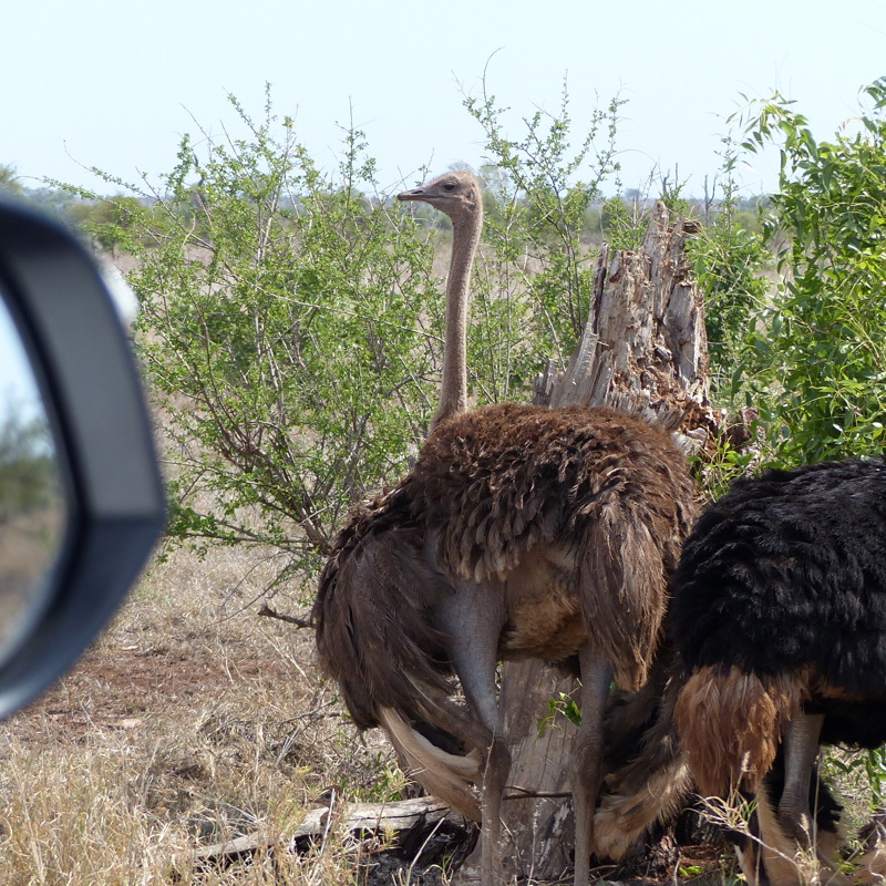 I:\AXUMIMAGES\Afrika\Sydafrika\Pakker\Kør-selv Kruger\P1010177